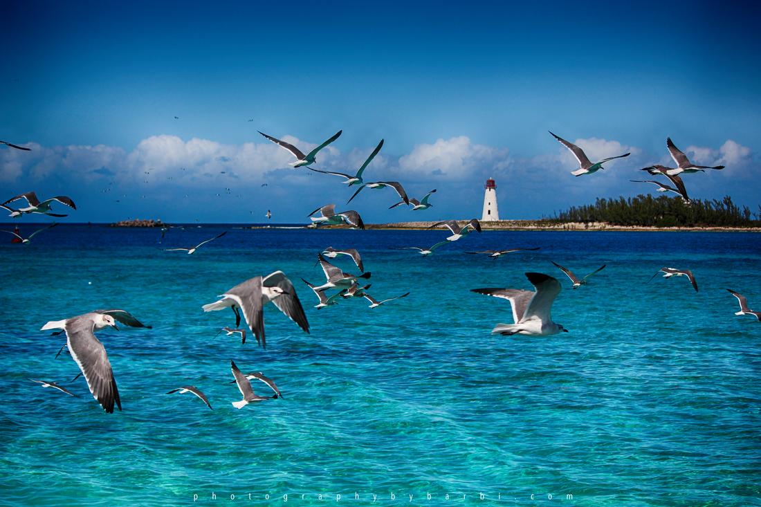Birds in flight... I was in awe when I saw this... love the lighthouse too.  Photography by Barbi  Rodriguez of Photographybybarbi.com